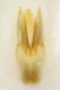 364503 – Photo : Tristan Maury-Caudal – France (49)